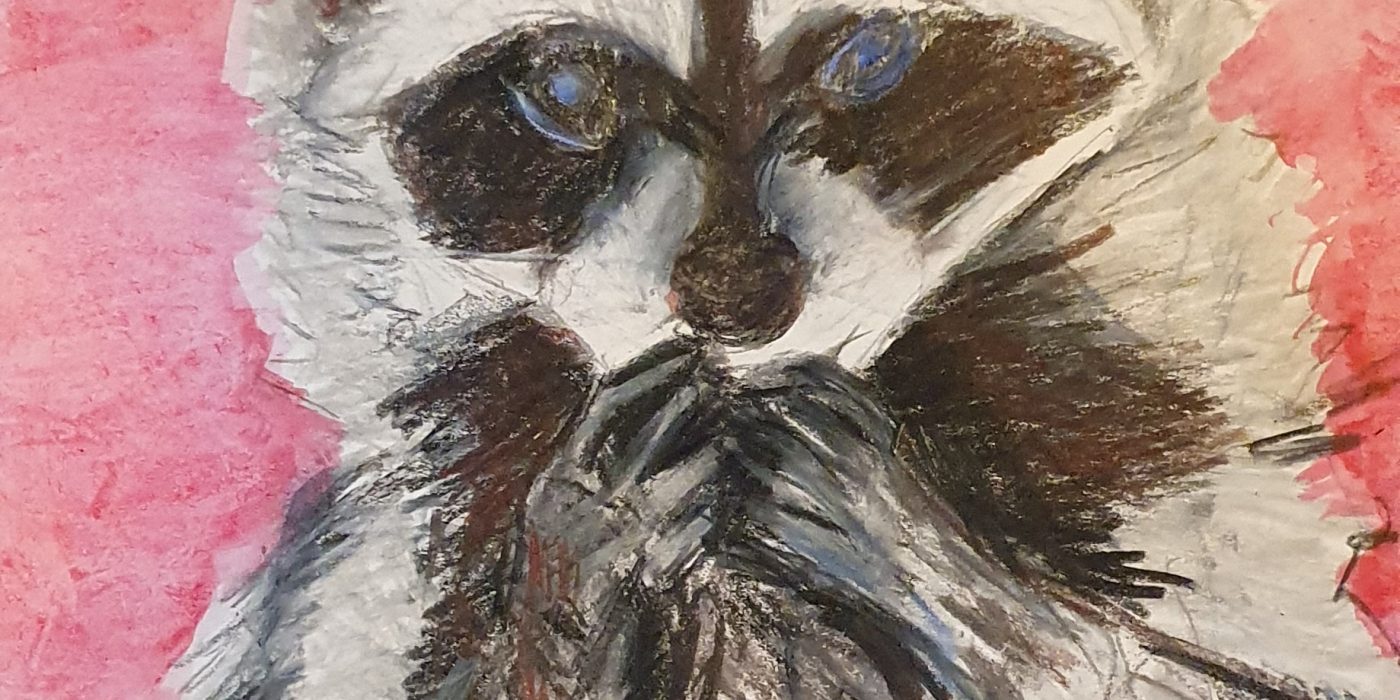 Waschbär