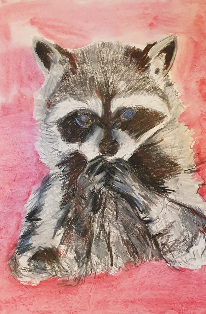 Waschbär