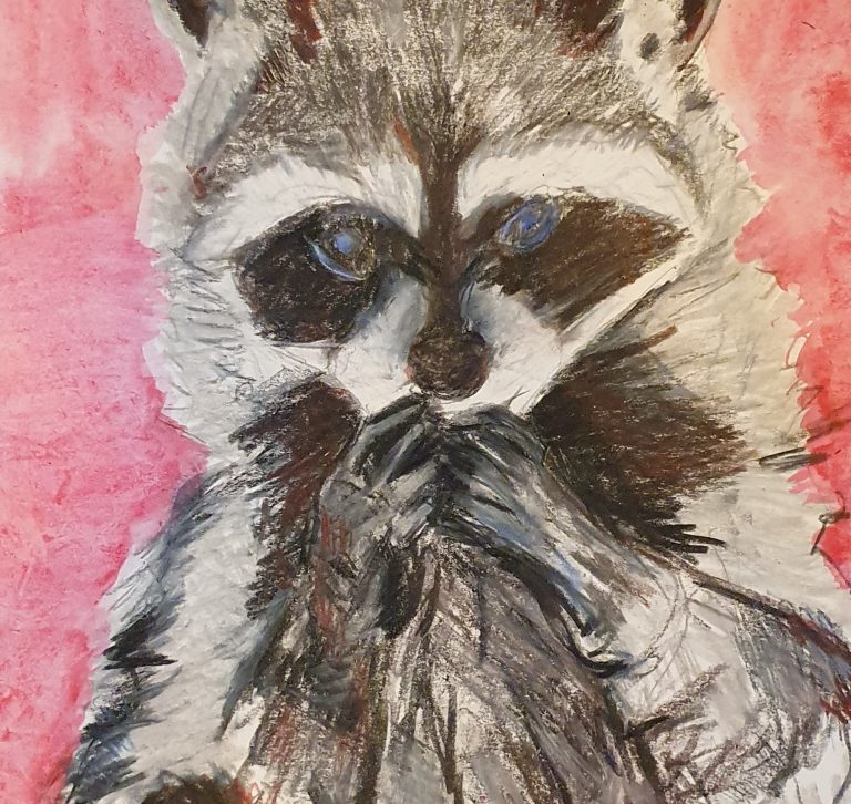 Waschbär