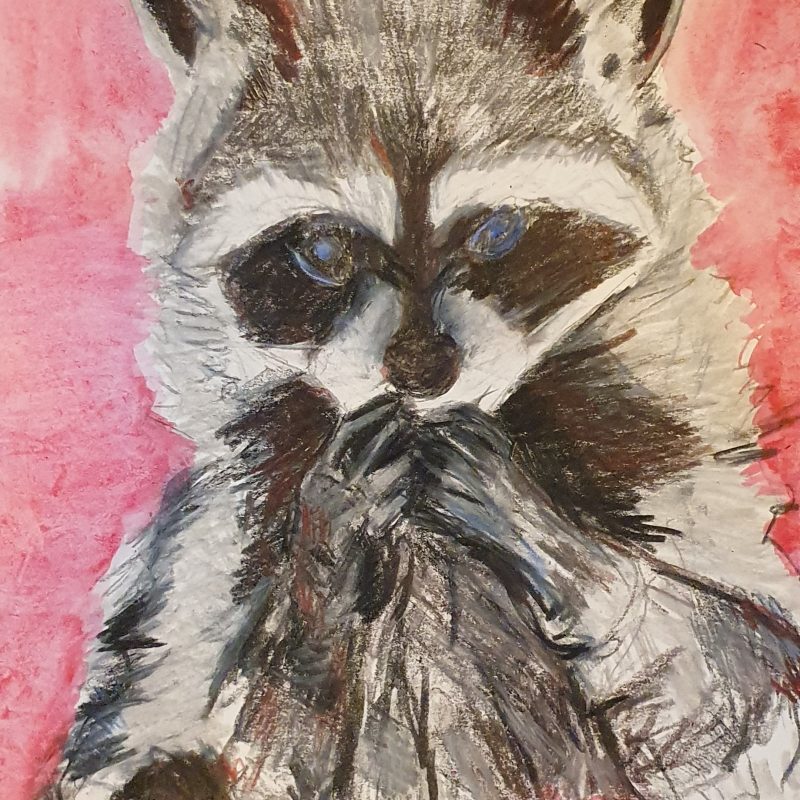 Waschbär